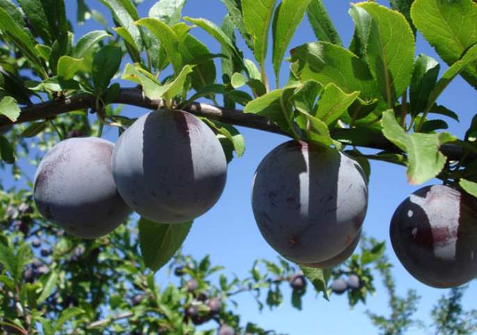 Сорт «Ренклод Карбышева» используется в свежем виде, для консервирования и получения высококачественного чернослива